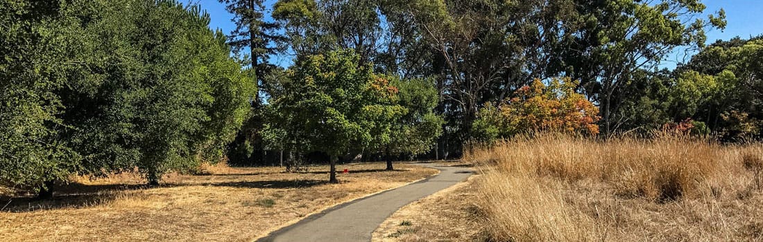Path leading into trees.