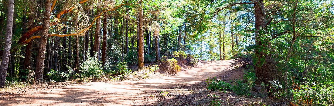 Trail through the redwoods at Gary Giacomini Preserve