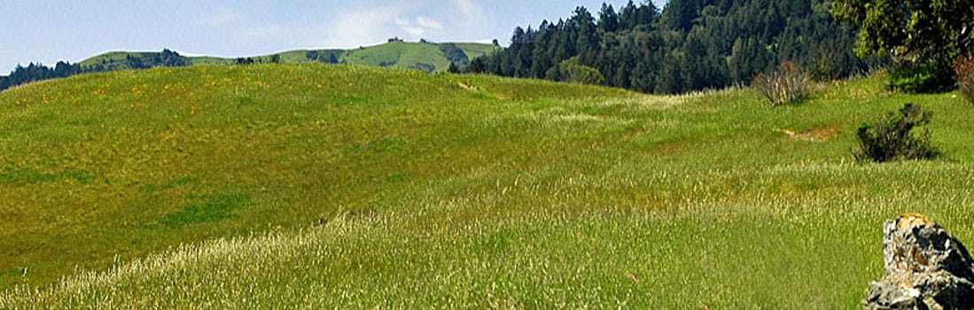 Maurice Thorner Preserve grasslands