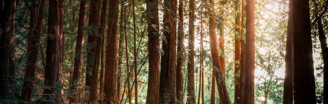 Sun shining through the tree canopy in Roy's Redwoods