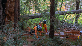 Construction workers on the new Loop Trail in Roy's Redwoods