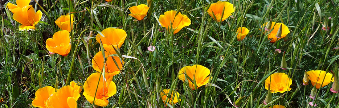 Field of orange California poppies in bloom