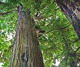 Looking up into redwood tree canopy